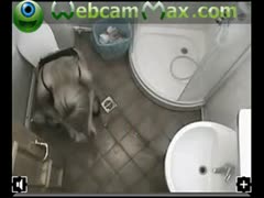 Webcam caught a blonde shitting on a toilet bowl